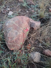 Hermannia coccocarpa