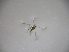 Limnogonus