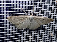 Scopula immutata