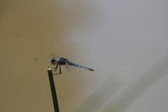 Urothemis edwardsii