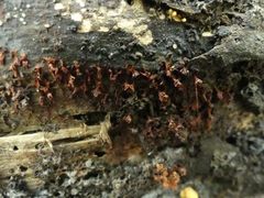 Metatrichia vesparium