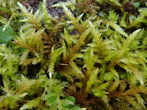 Image of Entodon concinnus by (c) Christian Berg, some rights reserved (CC BY)