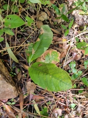 Brachylaena rotundata