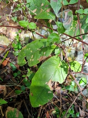 Brachylaena rotundata