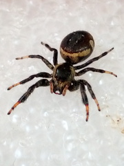 Paraphidippus aurantius