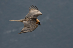 Gypaetus barbatus barbatus
