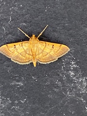 Orphanostigma haemorrhoidalis