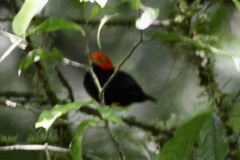 Ceratopipra mentalis