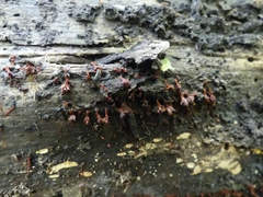 Metatrichia vesparium