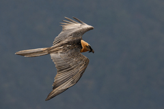 Gypaetus barbatus barbatus