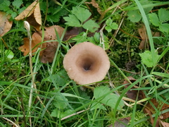 Pseudoclitocybe