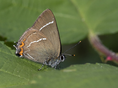 Satyrium w-album