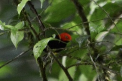 Ceratopipra mentalis