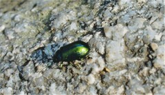 Chrysolina herbacea
