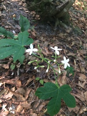 Cnidoscolus stimulosus