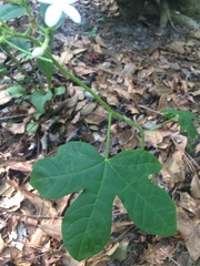 Cnidoscolus stimulosus