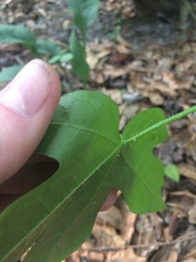 Cnidoscolus stimulosus