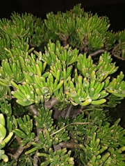 Crassula ovata