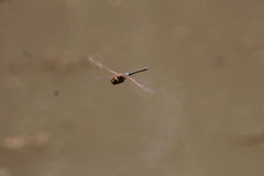 Anax ephippiger