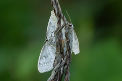 Scopula nemoraria