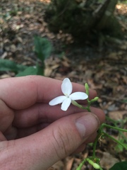 Cnidoscolus stimulosus