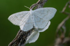 Scopula nemoraria