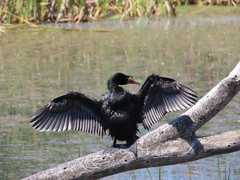 Microcarbo africanus