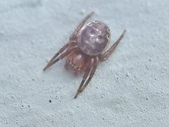 Araniella