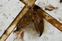 Hemileucinae