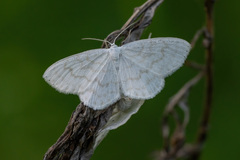 Scopula nemoraria