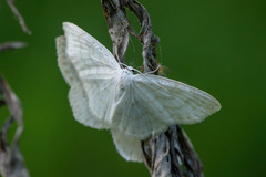 Scopula nemoraria