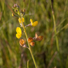 Lebeckia