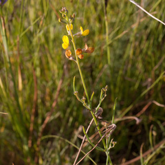 Lebeckia