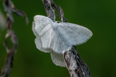 Scopula nemoraria