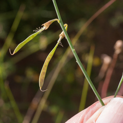 Lebeckia