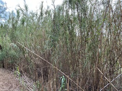 Arundo donax