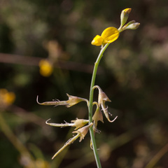 Lebeckia