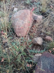 Hermannia coccocarpa