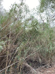 Arundo donax