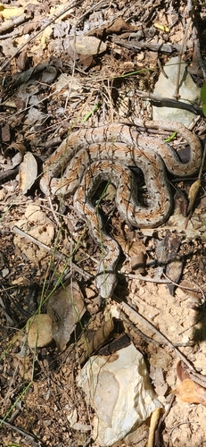 Hispaniola Cat-eyed Snake