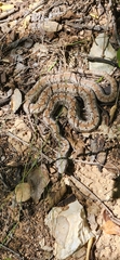 Hispaniola Cat-eyed Snake