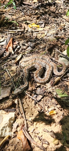 Hispaniola Cat-eyed Snake