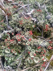 Cladonia pleurota
