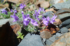 Linaria alpina