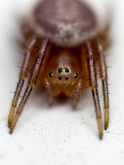 Araniella