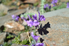 Linaria alpina
