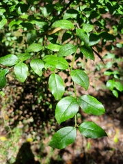 Cassinopsis ilicifolia