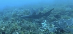 Ginglymostoma cirratum