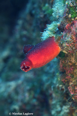 Halocynthia papillosa