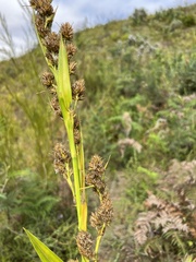 Carpha glomerata